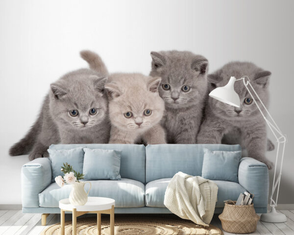 Adorables gatitos listos para jugar Fotomurales Adorables gatitos listos para jugar