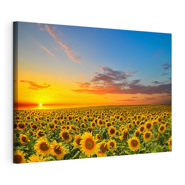 Cuadros Cuadros Campo de girasoles (SKU: s05429)