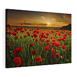 Cuadros Amapolas rojas bajo el cielo del atardecer