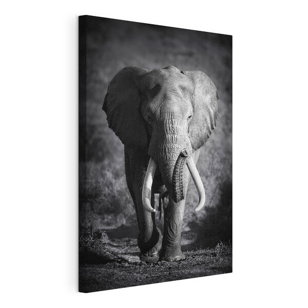 Cuadros Un elefante con colmillos caminando (SKU: s08133) Cuadros Cuadros Un elefante con colmillos caminando (SKU: s08133)
