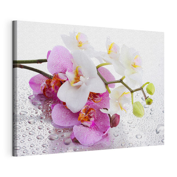 Cuadros Las orquídeas con gotas de agua brillan