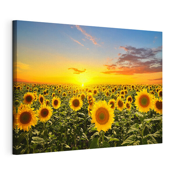 Cuadros Los girasoles disfrutan de la luz de una puesta de sol resplandeciente