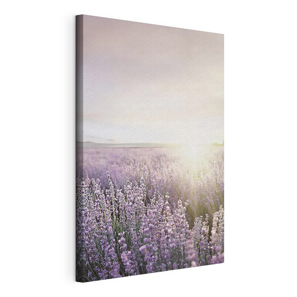 Campo de lavanda con los rayos del sol filtrándose a través de él Cuadros Campo de lavanda con los rayos del sol filtrándose a través de él