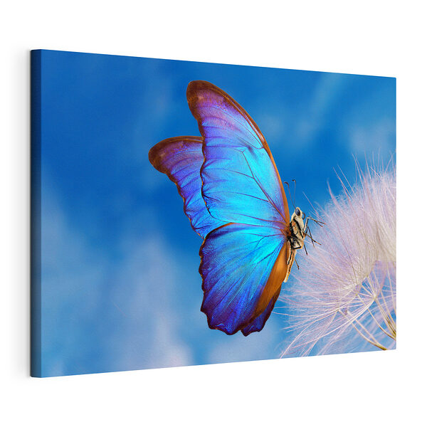 Cuadros Mariposa sobre una flor
