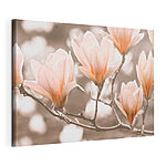 Cuadros Las flores de magnolia en flor en primavera