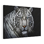 Cuadros Tigre blanco de ojos azules