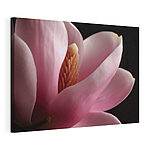 Cuadros Una delicada magnolia rosa en flor