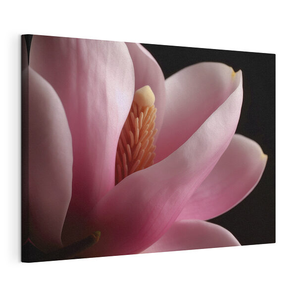 Una delicada magnolia rosa en flor Cuadros Una delicada magnolia rosa en flor