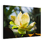 Cuadros Magnolia iluminada por la luz del sol