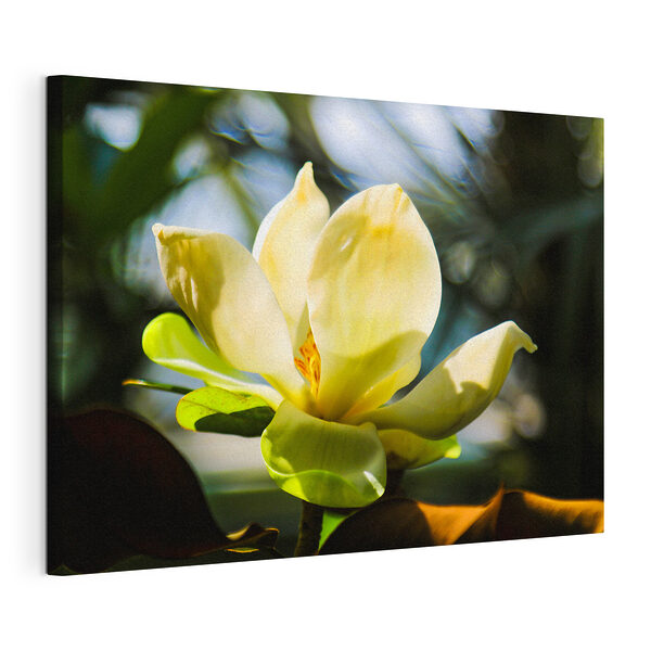 Magnolia iluminada por la luz del sol Cuadros Magnolia iluminada por la luz del sol