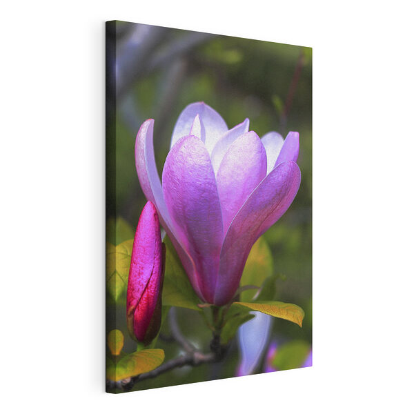 Cuadros La delicada magnolia florece en primavera