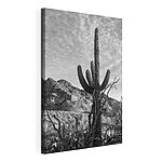 Cuadros Cactus en el desierto