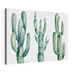 Cuadros Grupo de cactus sobre fondo blanco