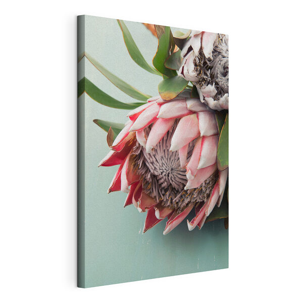 Una protea rosa florece sobre una superficie de color verde azulado Cuadros Una protea rosa florece sobre una superficie de color verde azulado