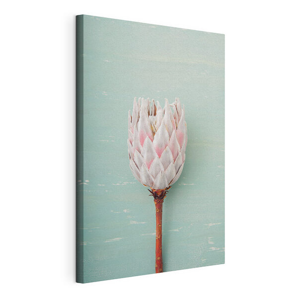 Flor de protea sobre fondo azul Cuadros Flor de protea sobre fondo azul