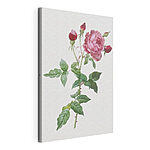 Cuadros Rosa y capullos en un tallo frondoso