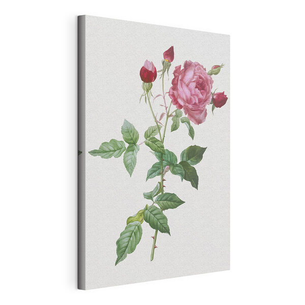 Cuadros Rosa y capullos en un tallo frondoso