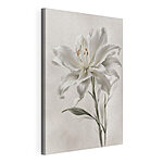 Cuadros Elegante lirio blanco en flor