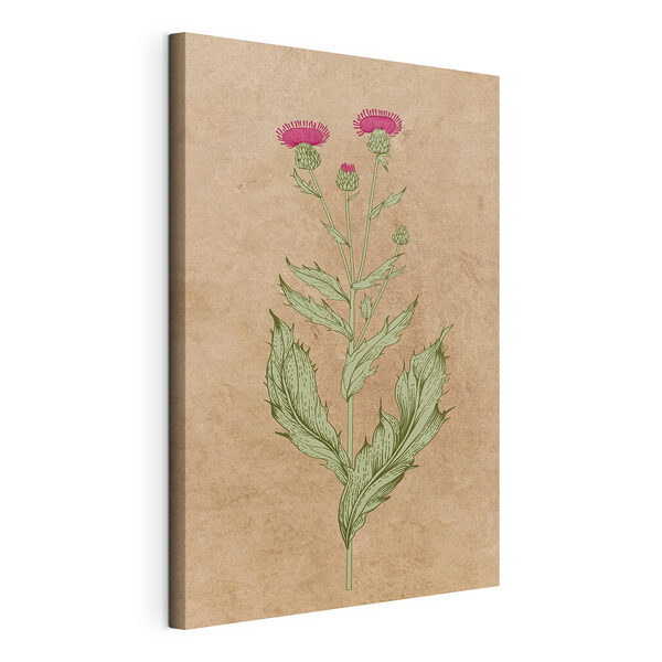 Dibujo de una planta Cuadros Dibujo de una planta