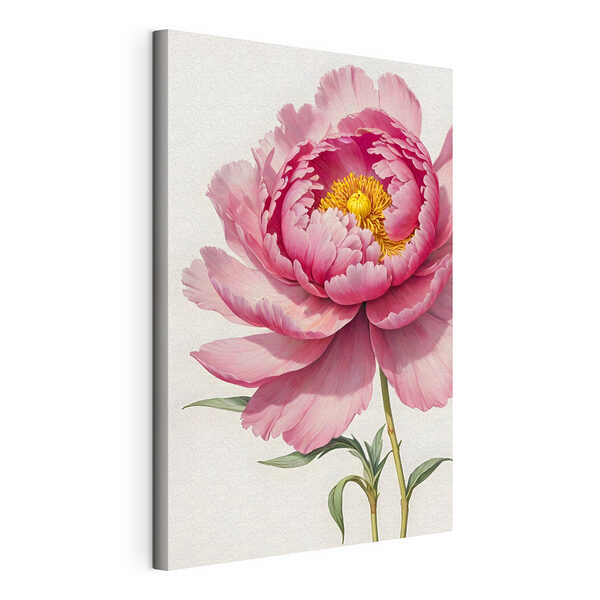 Cuadros Peonía rosa en plena floración