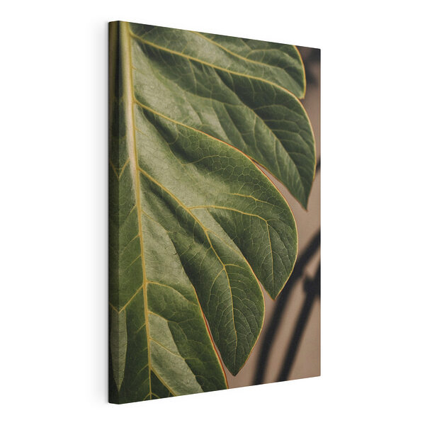 Cuadros Diseño de hoja con nervaduras intrincadas