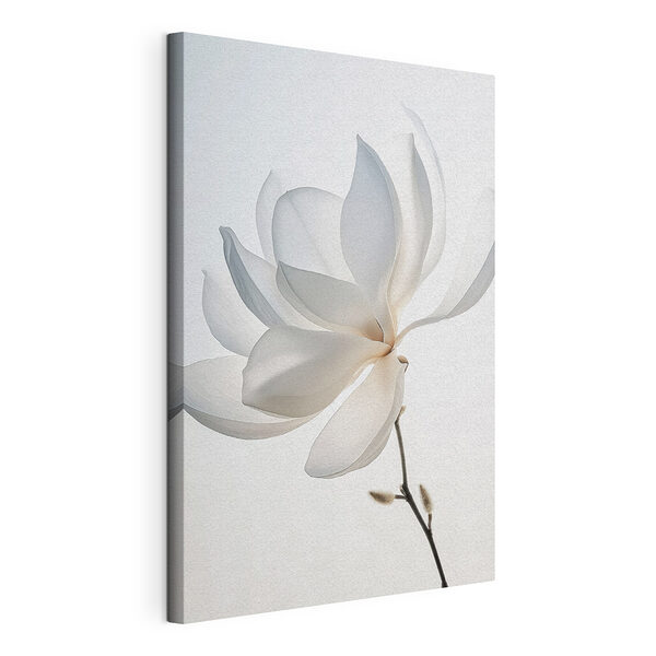 Flor blanca con pétalos Cuadros Flor blanca con pétalos