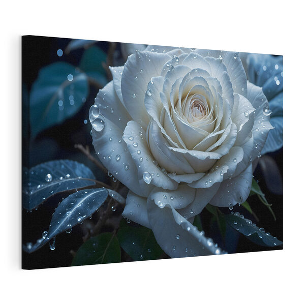Cuadros Rosa blanca con gotas de agua