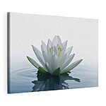 Cuadros Flor blanca en el agua