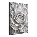 Cuadros Elegantes capas de una rosa blanca