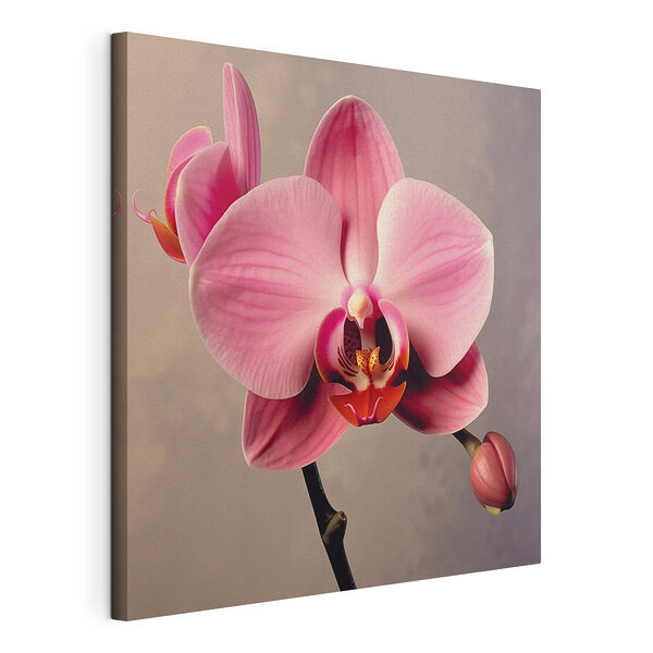 Cuadros Delicada orquídea rosa en flor