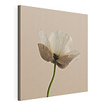 Cuadros Flor blanca con pétalos marrones