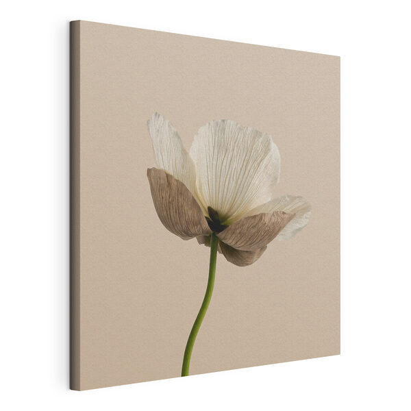 Cuadros Flor blanca con pétalos marrones