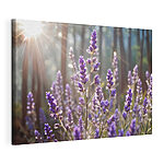 Cuadros La luz del sol baña la lavanda en el bosque