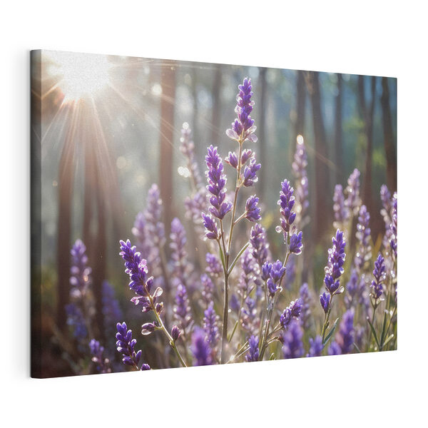 La luz del sol baña la lavanda en el bosque Cuadros La luz del sol baña la lavanda en el bosque