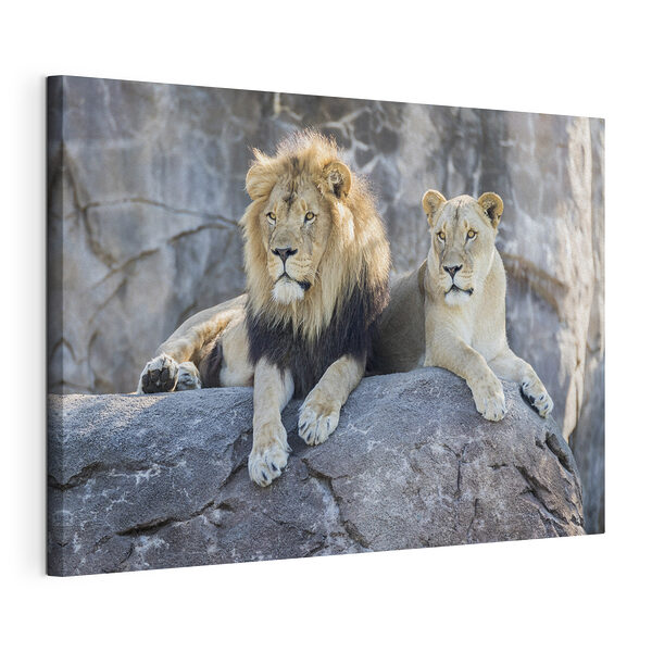 Pareja de leones descansando en una cornisa rocosa Cuadros Pareja de leones descansando en una cornisa rocosa