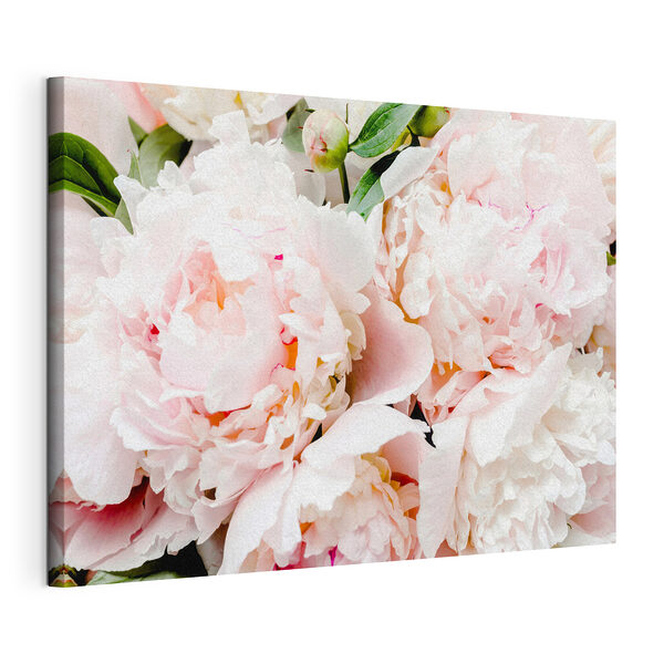 Peonías de un suave tono rosado en flor Cuadros Peonías de un suave tono rosado en flor