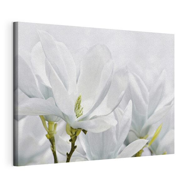 La magnolia blanca florece en primavera Cuadros La magnolia blanca florece en primavera