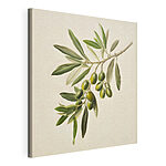 Cuadros Rama de olivo con aceitunas de un verde intenso