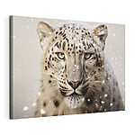 Cuadros Leopardo de las nieves con nieve en la cabeza