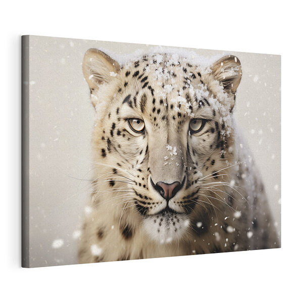 Leopardo de las nieves con nieve en la cabeza Cuadros Leopardo de las nieves con nieve en la cabeza